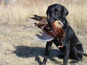 Trails End, kansas pheasant hunting, upland game birds, guided hunt packages, trips, quail, chukar, guns, dogs, lodging, Dodge City, ks, Kansas, Kansas Hunting, pheasant, pheasant hunting, chukar, chukar hunting, bird, birds, bird dogs, German shorthairs,German wirehair, dog hunting, quail, quail hunting, ringneck, rooster, hen, hunting lodge, hunting service, hunting services