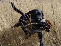 Trails End, kansas pheasant hunting, upland game birds, guided hunt packages, trips, quail, chukar, guns, dogs, lodging, Dodge City, ks, Kansas, Kansas Hunting, pheasant, pheasant hunting, chukar, chukar hunting, bird, birds, bird dogs, German shorthairs,German wirehair, dog hunting, quail, quail hunting, ringneck, rooster, hen, hunting lodge, hunting service, hunting services